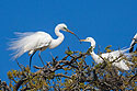 Egrets build a nest, St. Augustine, Florida.