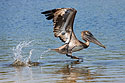 Brown Pelican splashing for fish, "Ding" Darling NWR, Sanibel Island, Florida.