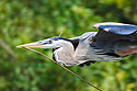 Blue Heron collecting sticks, Venice, Florida.