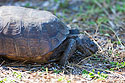 Tortoise, Honeymoon Island State Park.