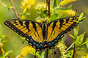 Butterfly, Lower Suwannee NWR, Florida.