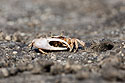 Ghost crab, Lower Suwannee NWR, Florida.