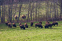 Bison, Land Between the Lakes NRA, Kentucky.