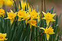 Daffodils signaling spring is on the way, Land Between the Lakes NRA, Kentucky.