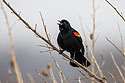 Blackbird, Squaw Creek NWR, Missouri.