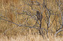 Great Horned Owl roosting, Quivira NWR, Kansas.