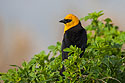 Yellow-headed Blackbird, Quivira NWR, Kansas.