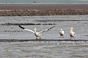 Pelicans, Cheyenne Bottoms, Kansas.