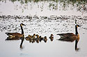 Canada geese, Squaw Creek NWR, Missouri.