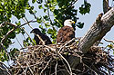 Eagle�s nest, Squaw Creek NWR, Missouri.