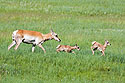 Pronghorn mother and fawns, Custer State Park, South Dakota.