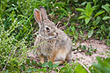 Bunny rabbit, Wind Cave National Park.