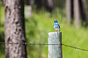 Mountain Bluebird, Custer State Park, South Dakota.