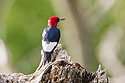 Red-headed woodpecker, Newton Hills State Park.