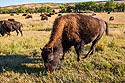 Bison, Custer State Park, SD.