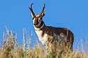 Pronghorn, Custer State Park, SD.