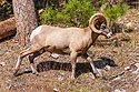 Rocky Mountain Bighorn, Custer State Park, SD.