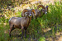 Rocky Mountain Bighorns, Custer State Park, SD.