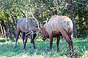Elk sparring, Simmons Wildlife Safari, Nebraska.