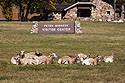 Rocky Mountain Bighorn ewes on the lawn of Norbeck Visitor Center, Custer State Park, SD.