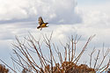 Meadowlark takes flight, Colorado.