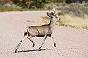 One of a group of four mule deer bucks, Bosque del Apache NWR, NM.