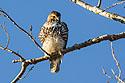 Red-tailed hawk, Squaw Creek NWR, MO.