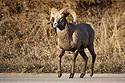 Rocky Mountain Bighorn crossing the highway, Cleghorn State Fish Hatchery, SD.
