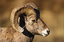 Rocky Mountain Bighorn with grass stuck in his horn, Cleghorn State Fish Hatchery, SD.