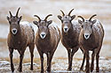 Four Rocky Mountain Bighorn ewes, Custer State Park, SD.