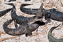 Gators, St. Augustine Alligator Farm, Florida.