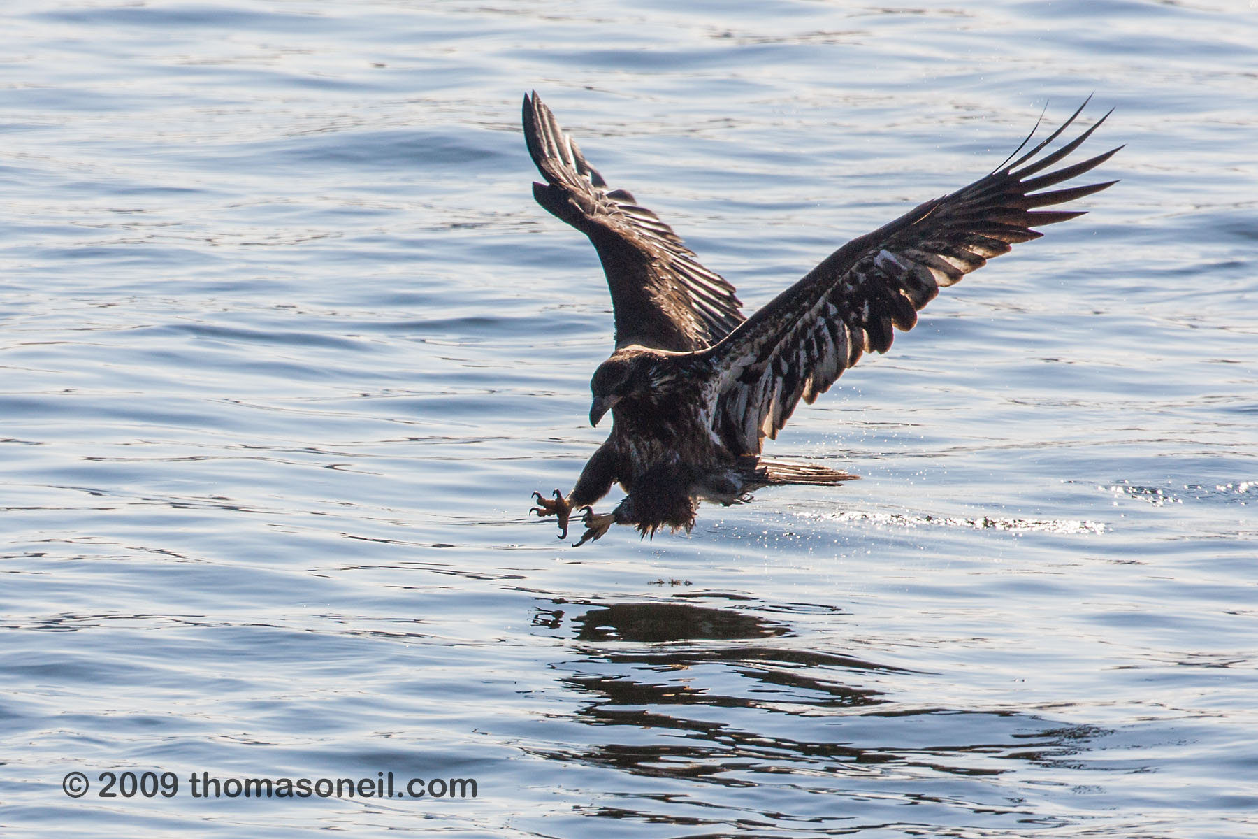 Juvenile bald eagle snatching fish from the Mississippi River, Keokuk, Iowa.  Click for next photo.