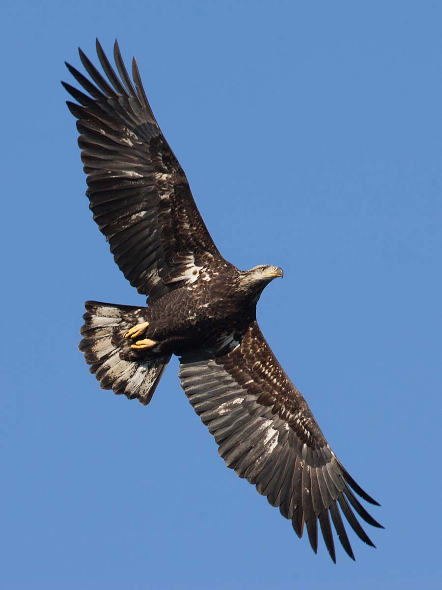 Juvenile bald eagle, Keokuk, Iowa.  Click for next photo.