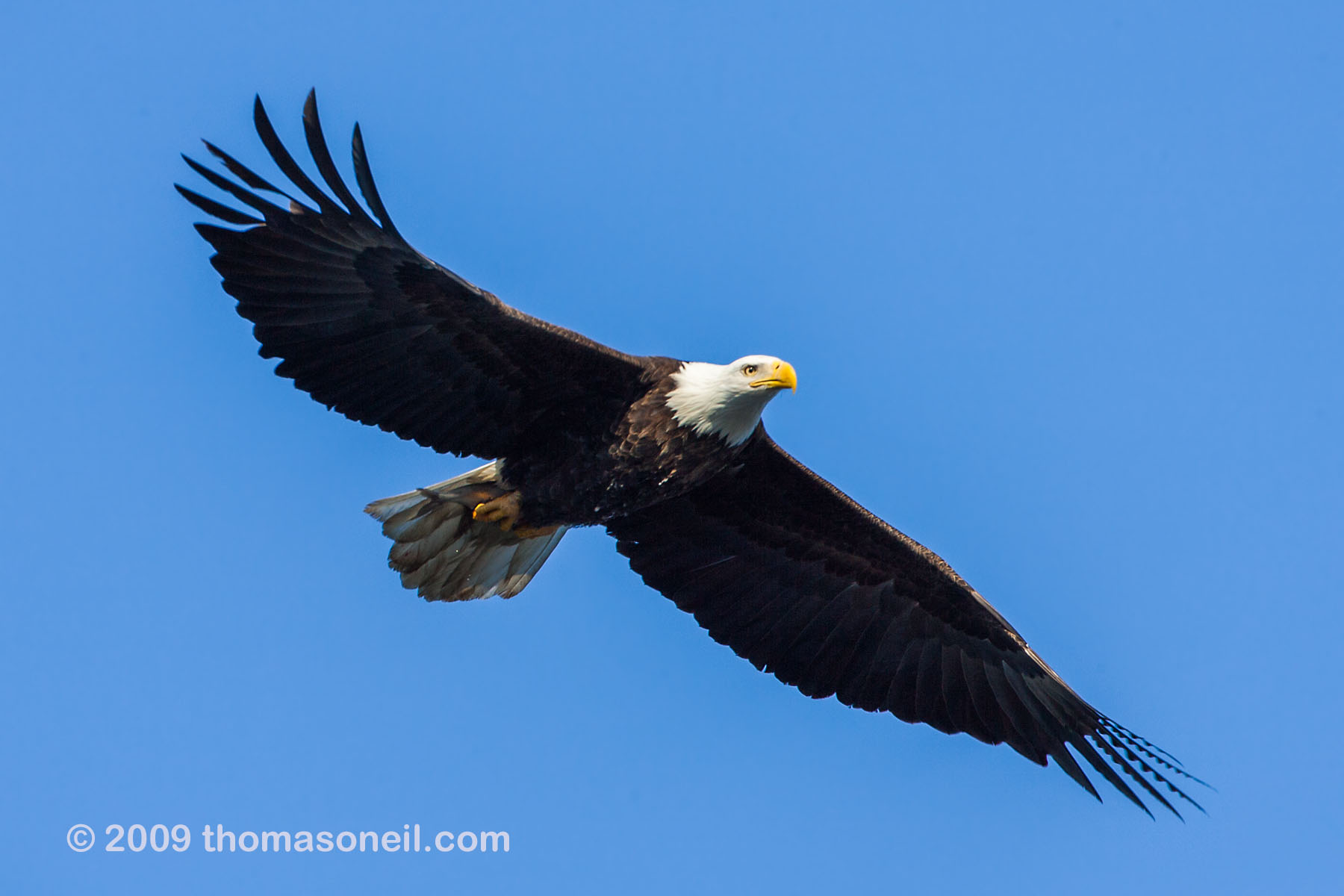 Bald eagle carrying a fish from the Mississippi River, Keokuk, Iowa.  Click for next photo.