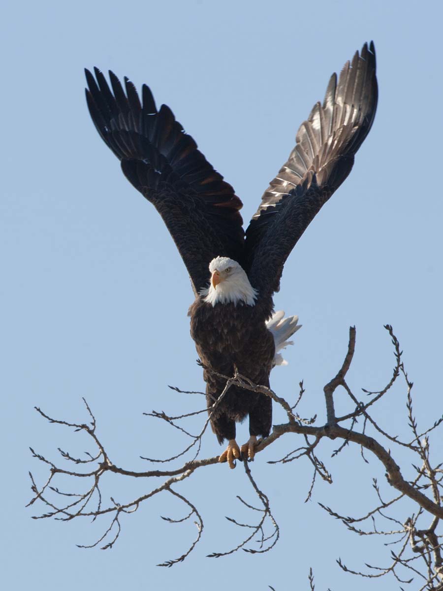 Bald eagle launching, Keokuk, Iowa.  Click for next photo.