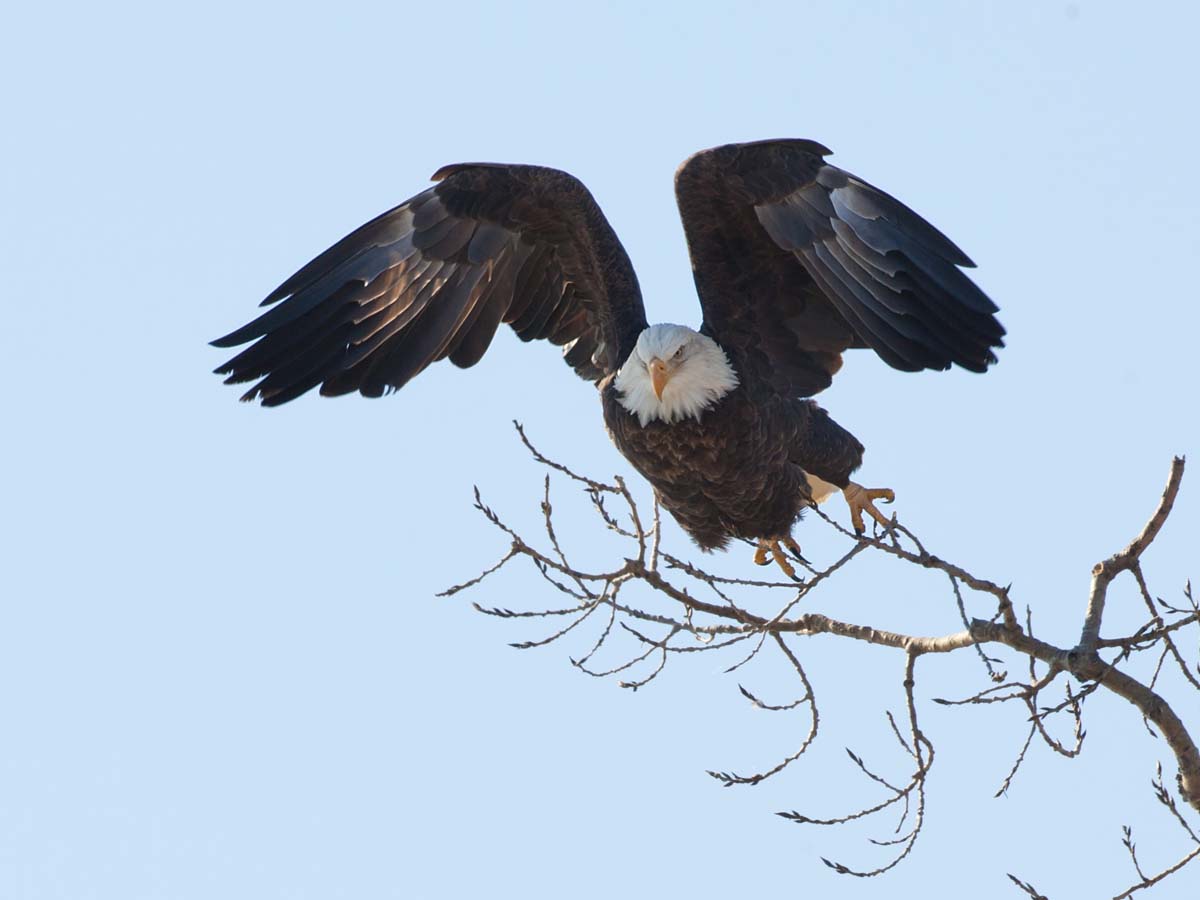Bald eagle launching, Keokuk, Iowa.  Click for next photo.