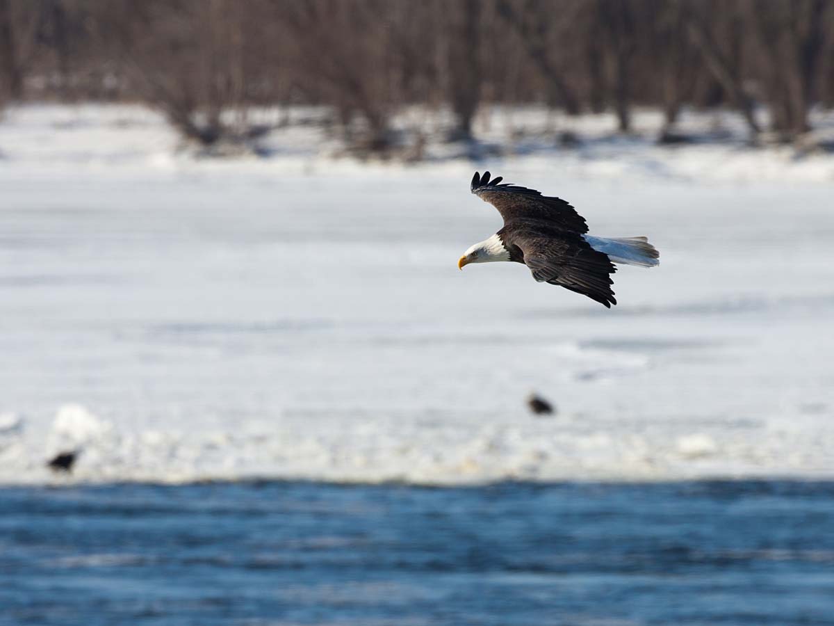 Bald eagle gliding over the Mississippi River, Keokuk, Iowa.  Click for next photo.