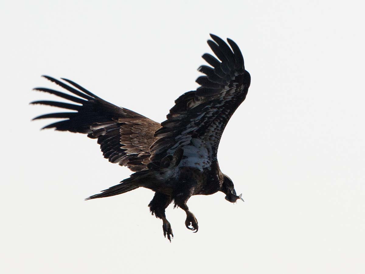 Bald eagle with a fish, Keokuk, Iowa.  The lighting is horrible so we’ll just call it artistic.  Click for next photo.