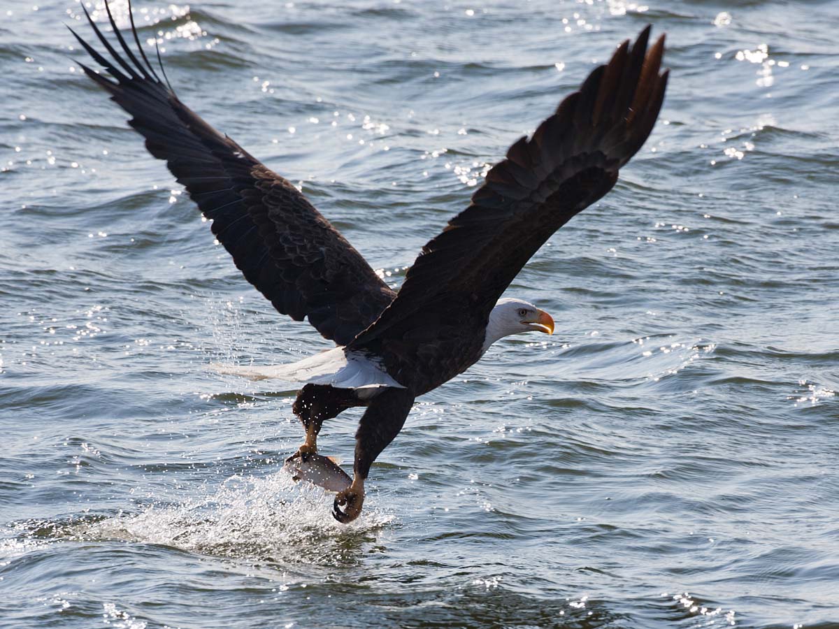 Bald eagle snatching fish from the Mississippi River, Keokuk, Iowa.  Click for next photo.