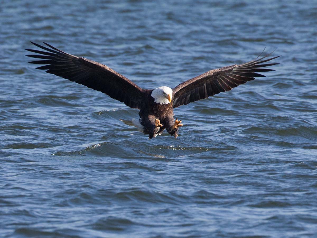 Bald eagle sets up for the catch, Keokuk, Iowa.  See next photo for the result.  Click for next photo.
