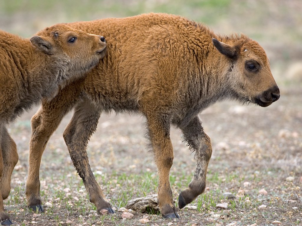 Bison calves, Custer State Park, South Dakota.  Click for next photo.