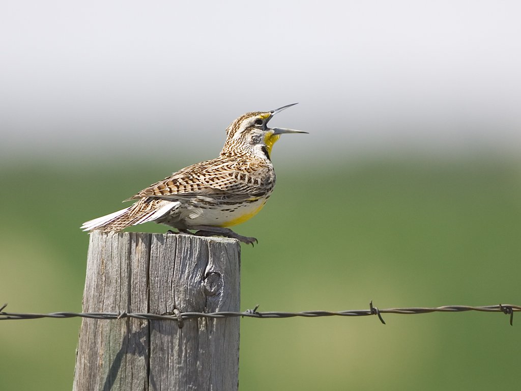 South Dakota meadowlark.  Click for next photo.