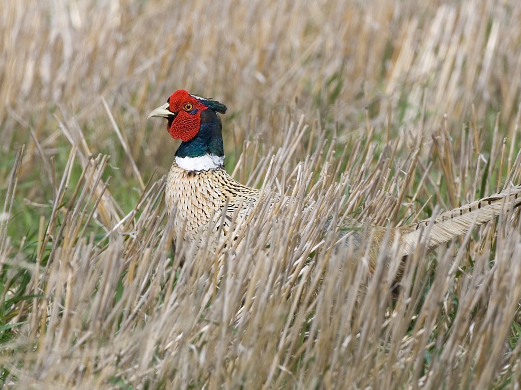 South Dakota pheasant.  Click for next photo.