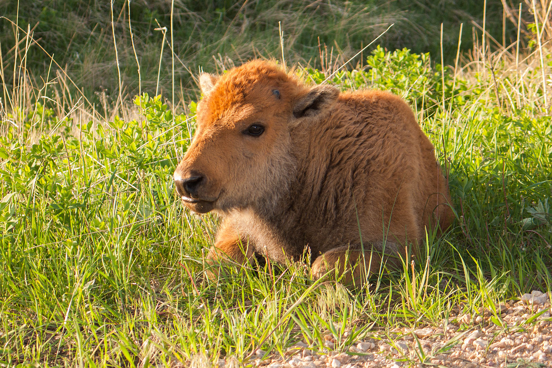 Bison calf, Custer State Park.  Click for next photo.