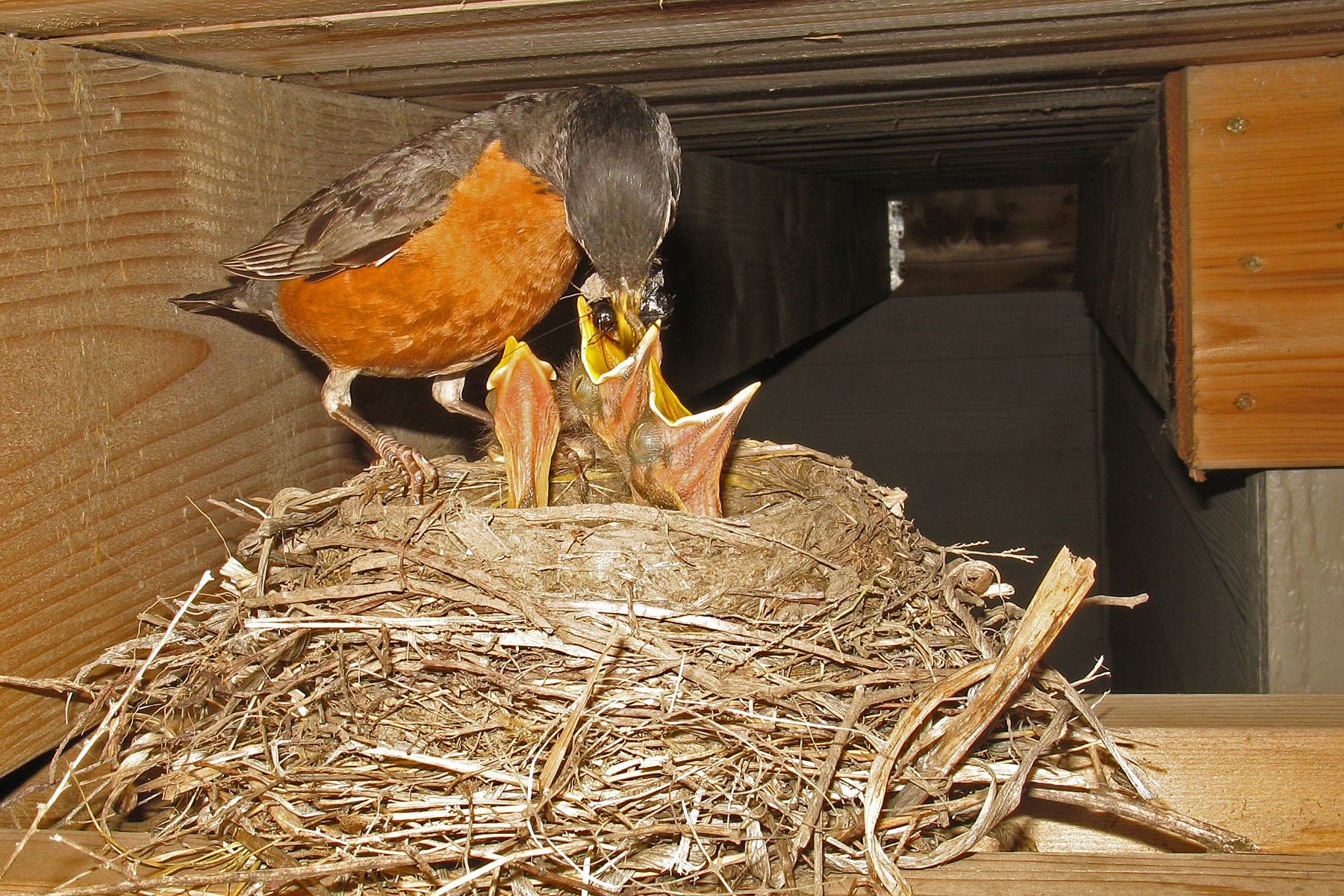 Robin nest under the deck.  Click for next photo.