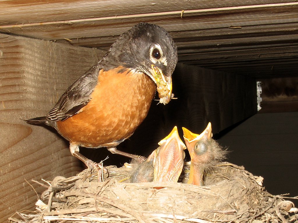 Robin nest under the deck.  Click for next photo.