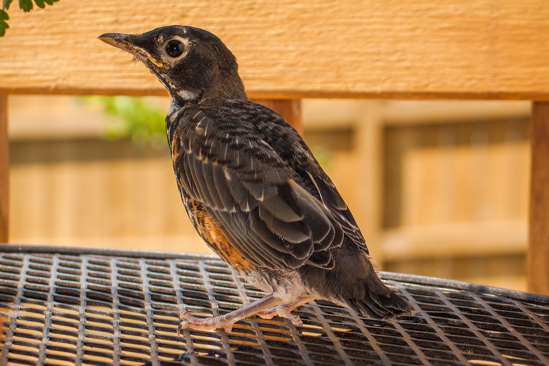 Fledgling robin.  Click for next photo.