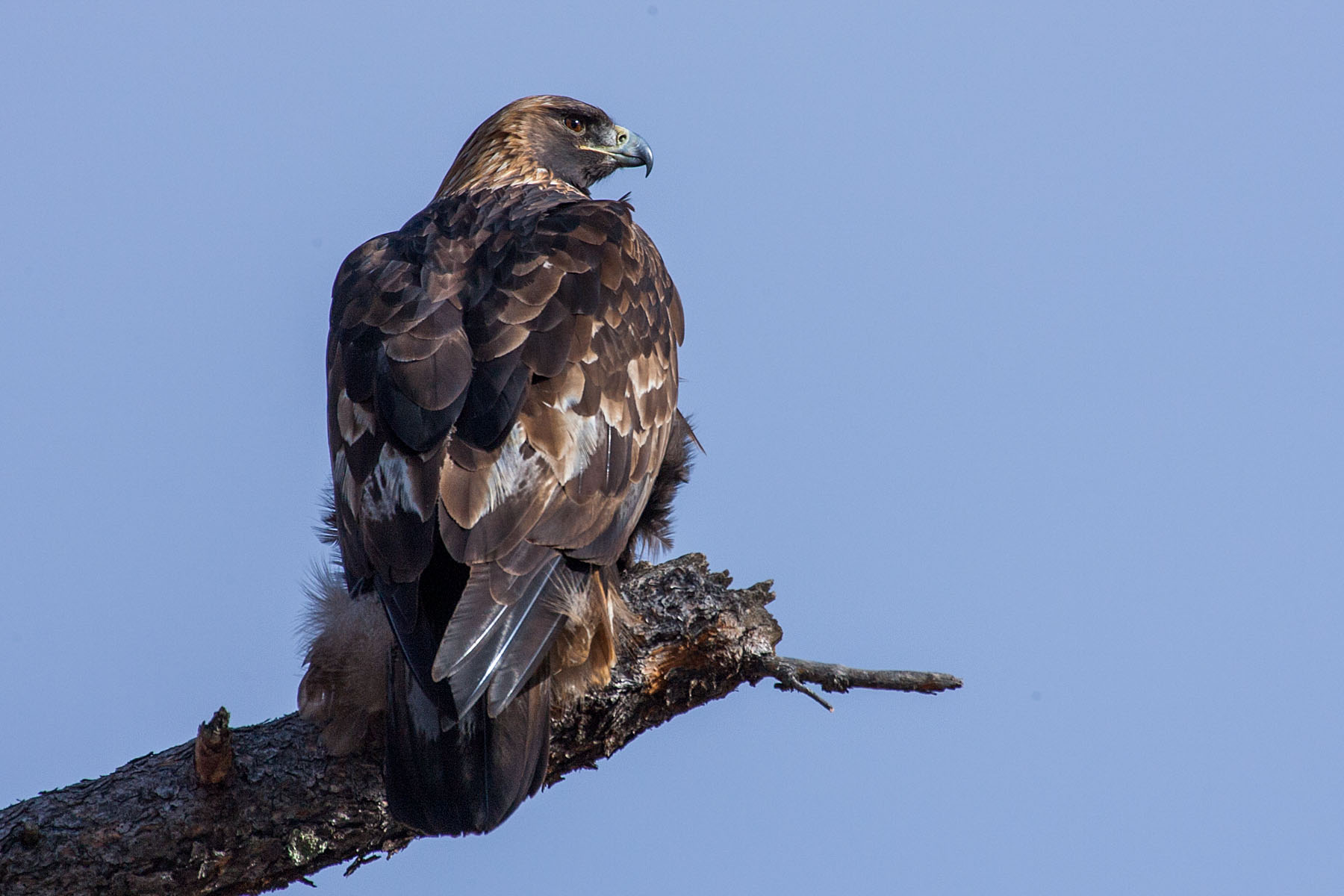 Golden eagle, Custer State Park.  Click for next photo.