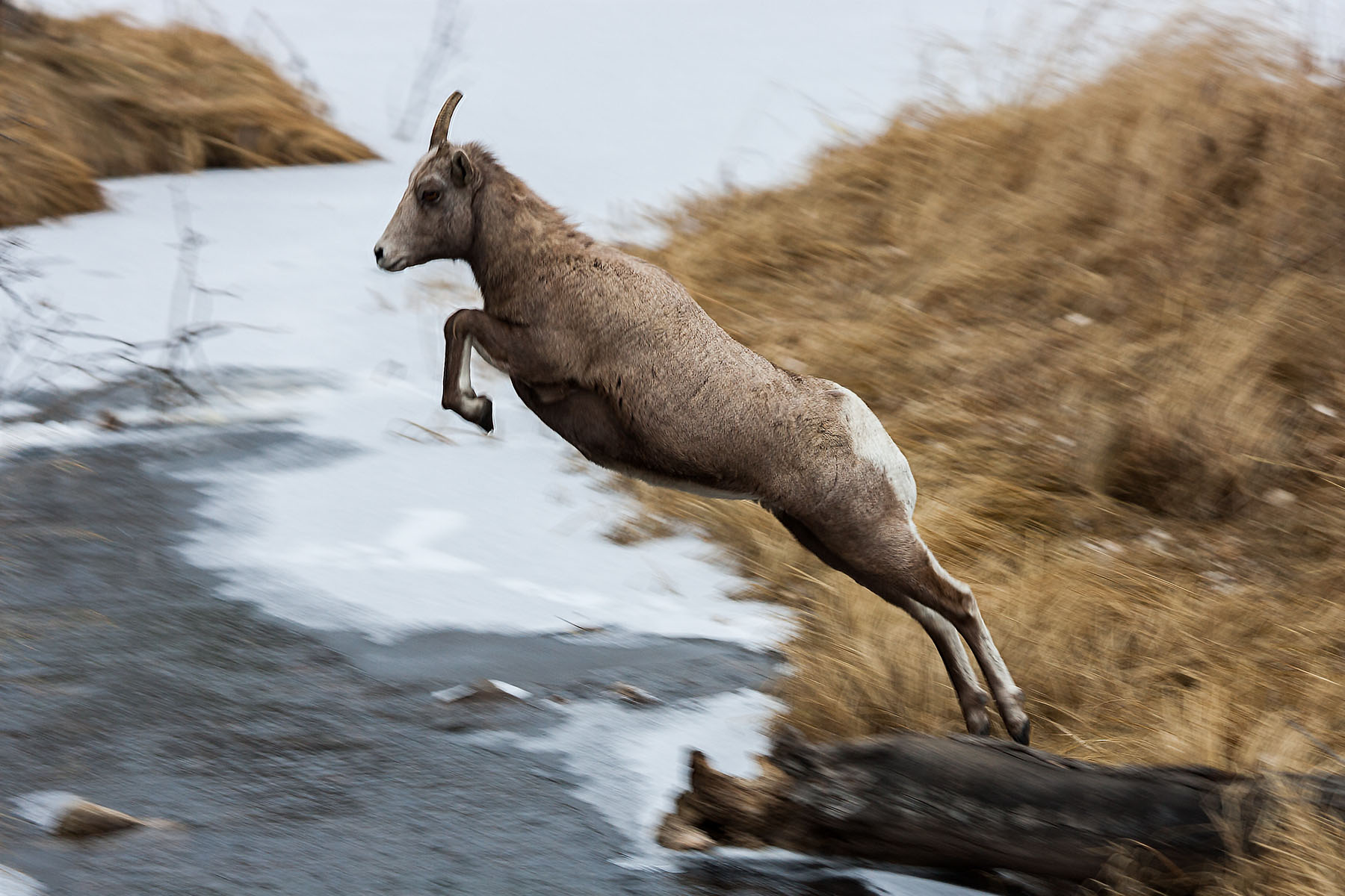 Rocky Mountain Bighorn ewe leaping a creek, Custer State Park.  Click for next photo.