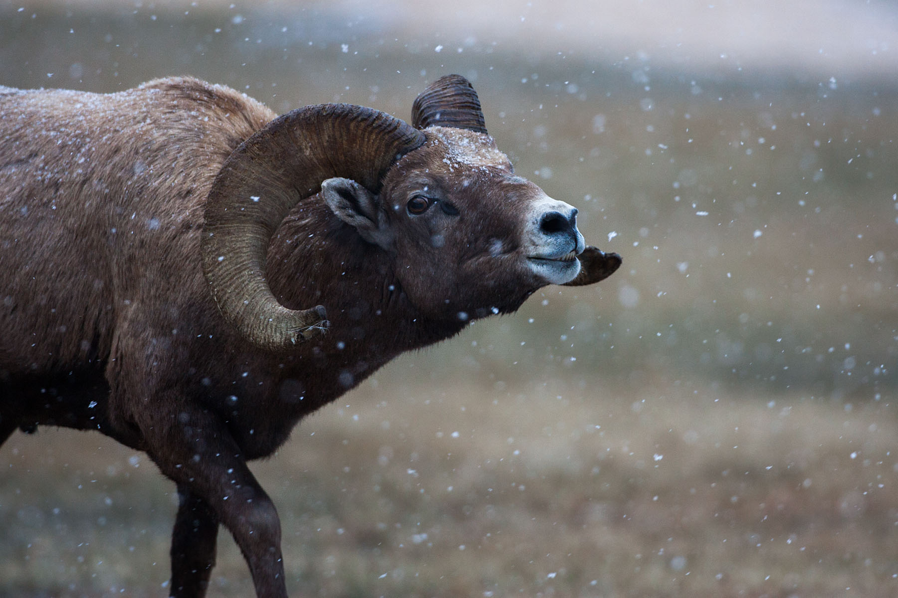 Rocky Mountain Bighorn ram tasting the air for ewes, Custer State Park.  Click for next photo.